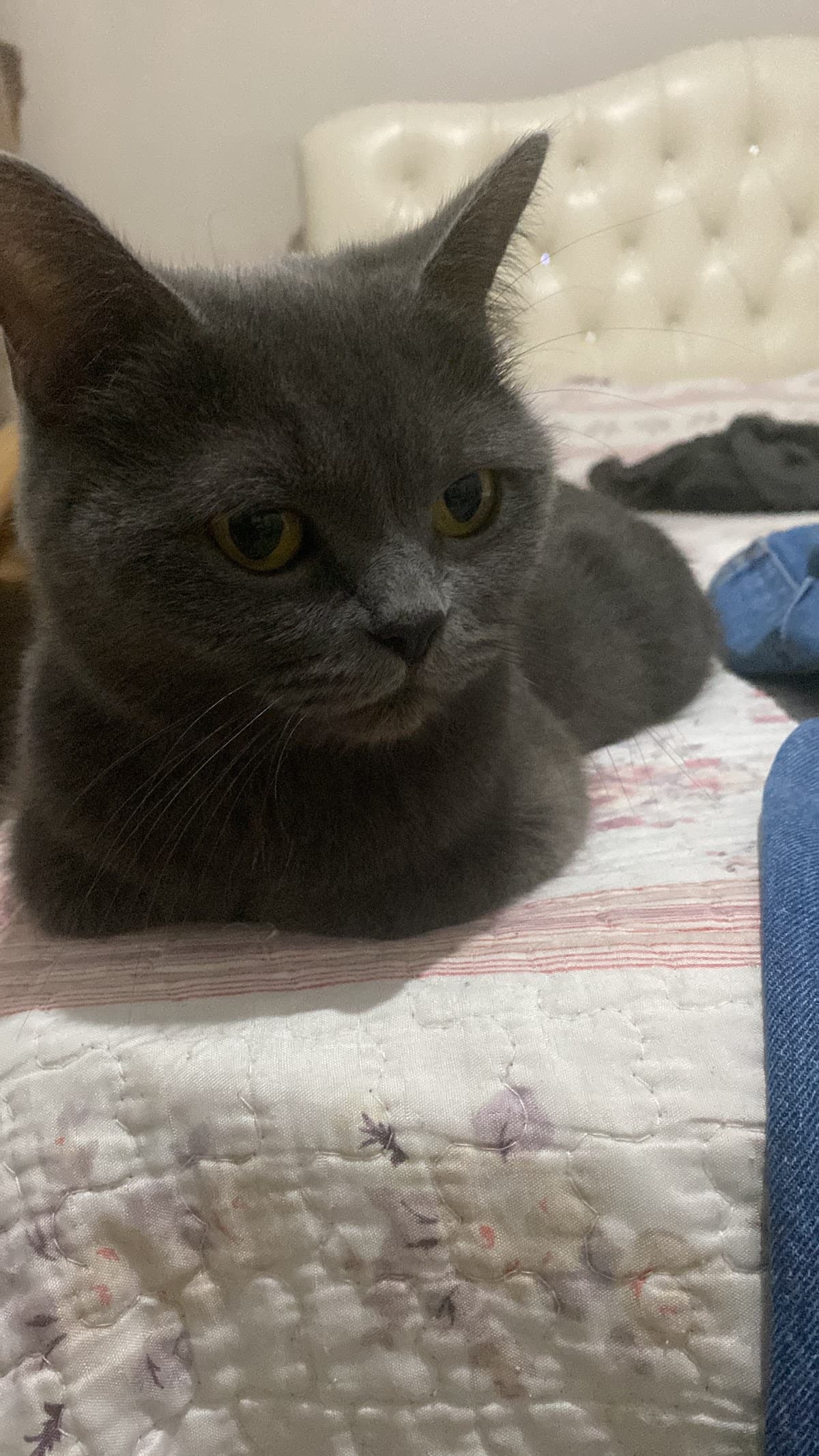Kedi hastamız - British Shorthair