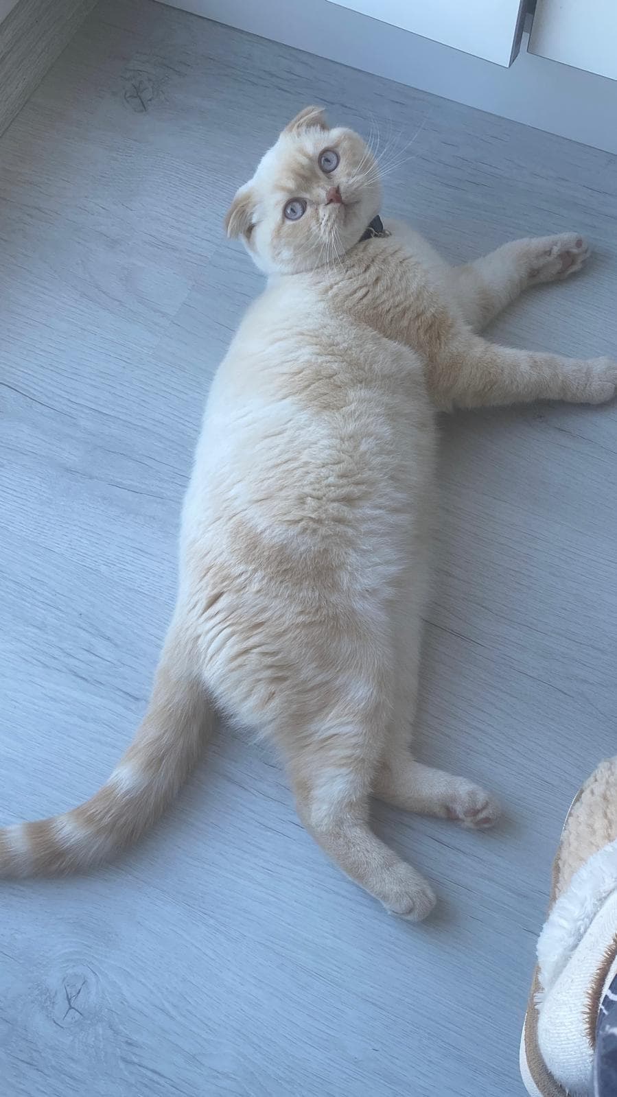 Kliniğimizde tedavi gören Scottish Fold kedi