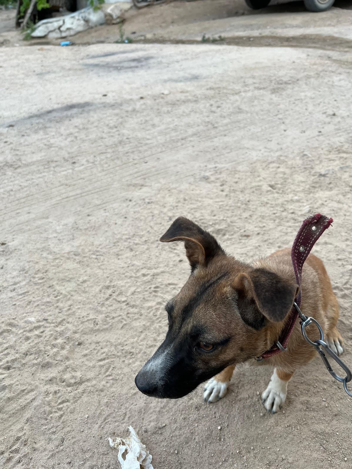 Köpek hastamız tedavi sonrası