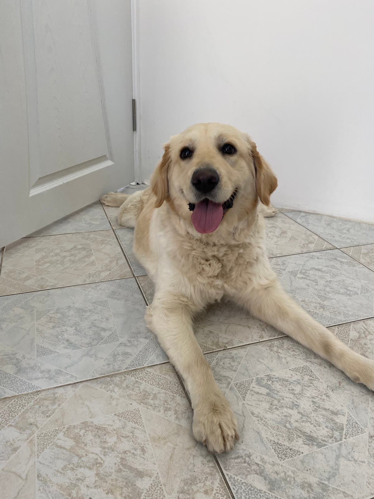 Mutlu köpek hastamız